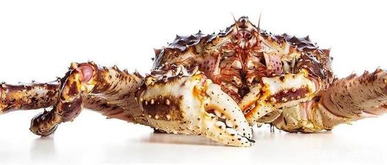 俄羅斯擴大對華海鮮出口 比目魚與牡丹蝦的新機遇